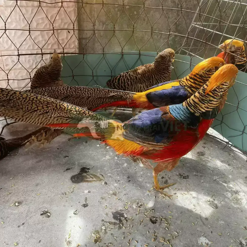 Chim Trĩ 7 màu Đỏ