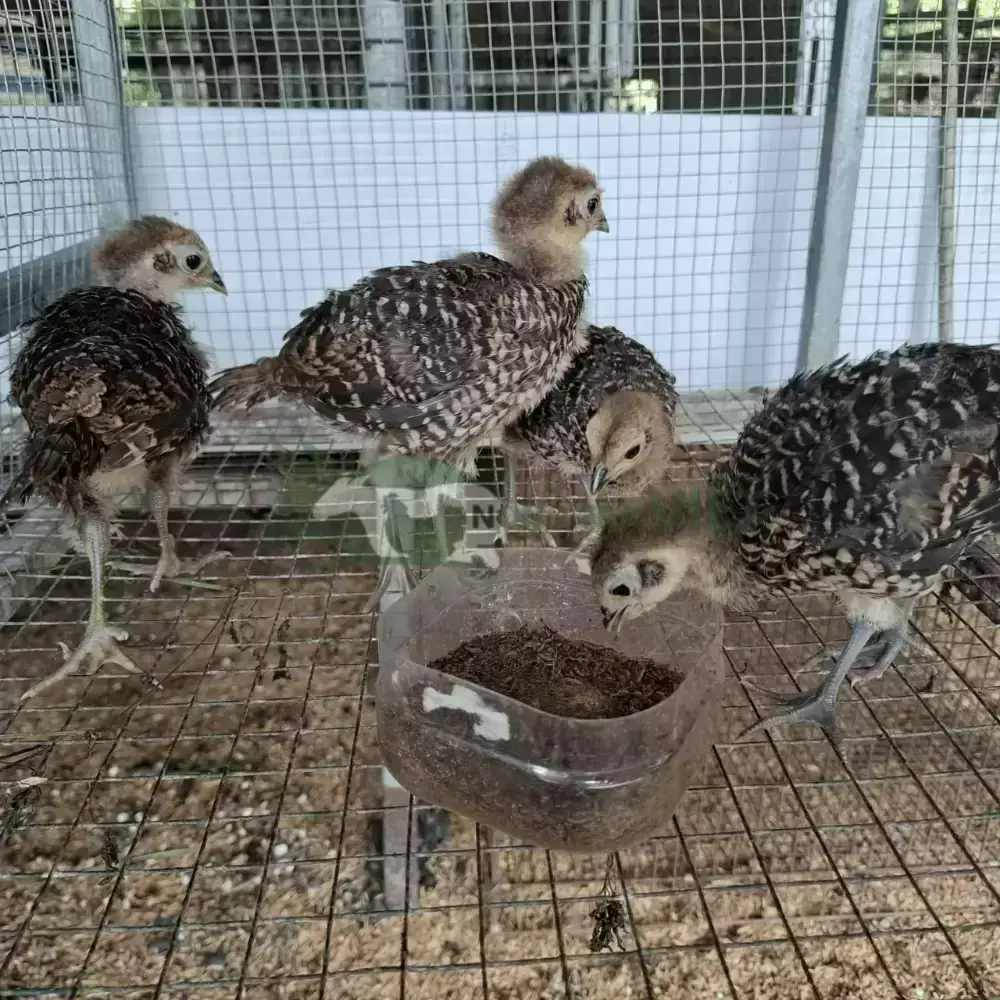 Chim Trĩ 7 màu Đỏ