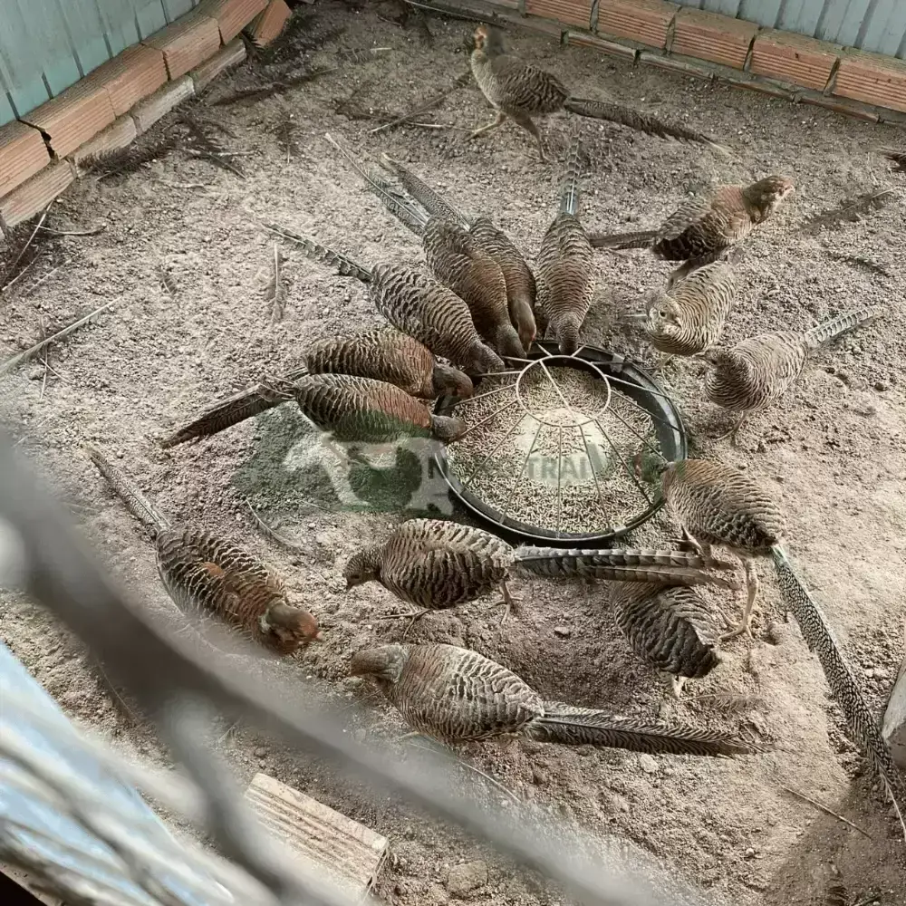 Chim Trĩ 7 màu Đỏ