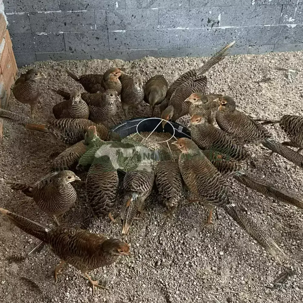 Chim Trĩ 7 màu Đỏ