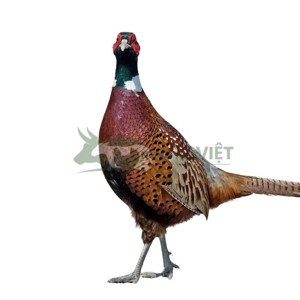 Chim trĩ đỏ