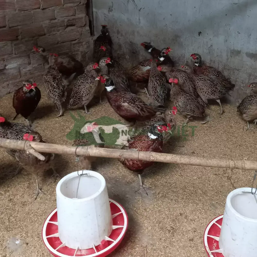 Chim trĩ đỏ