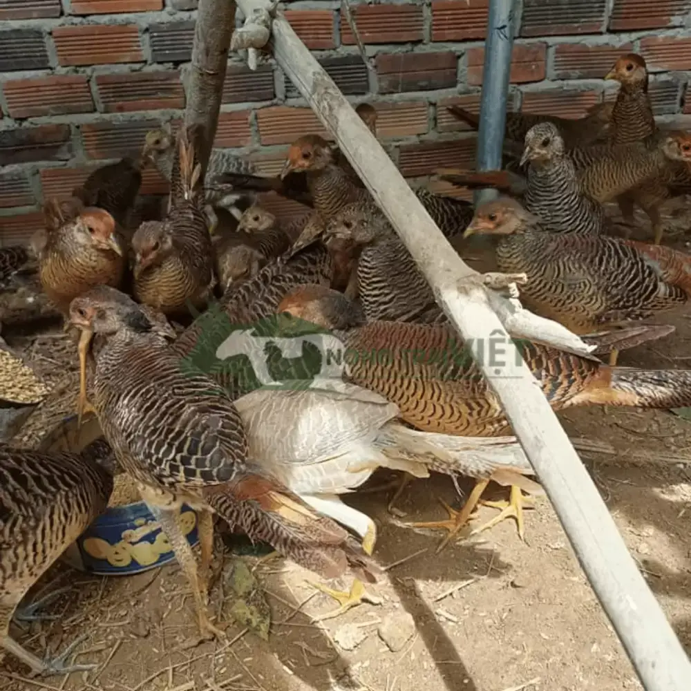 Chim trĩ đỏ