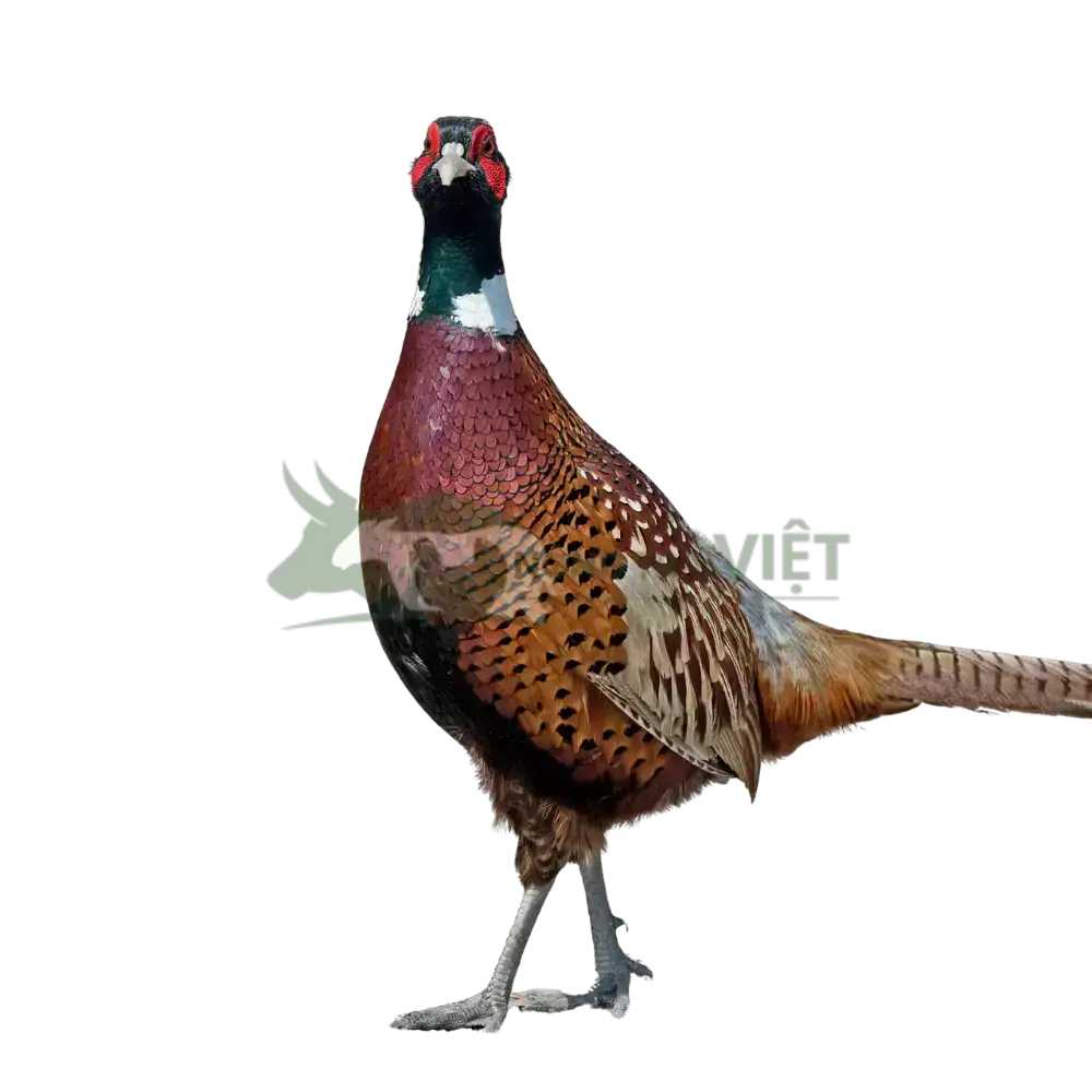 Chim trĩ đỏ
