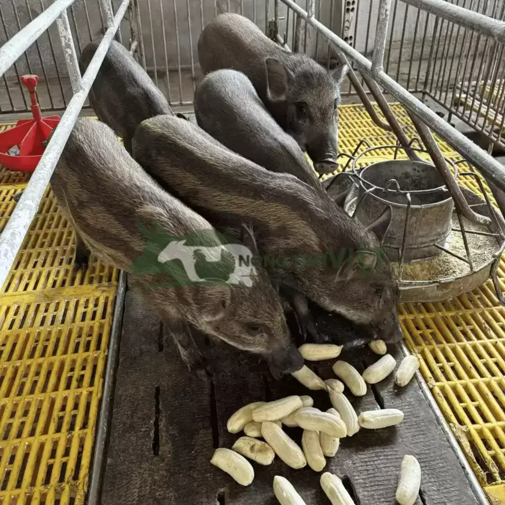 Heo rừng lai giống