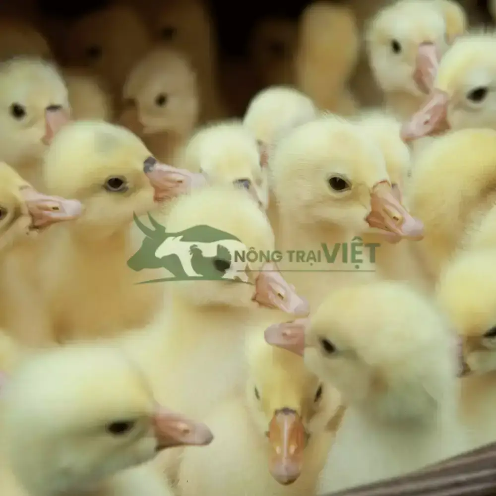 Vịt siêu đẻ giống