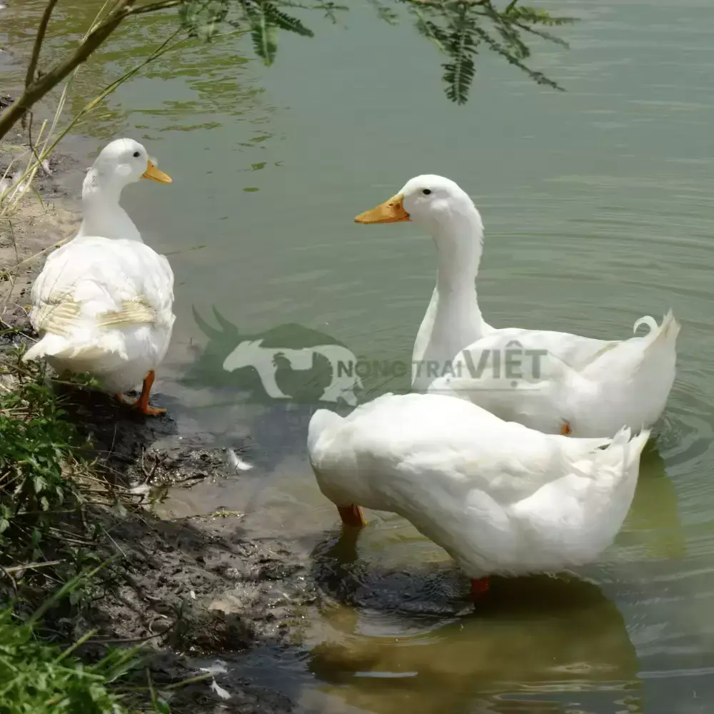 Vịt Cherry (Vịt anh đào)