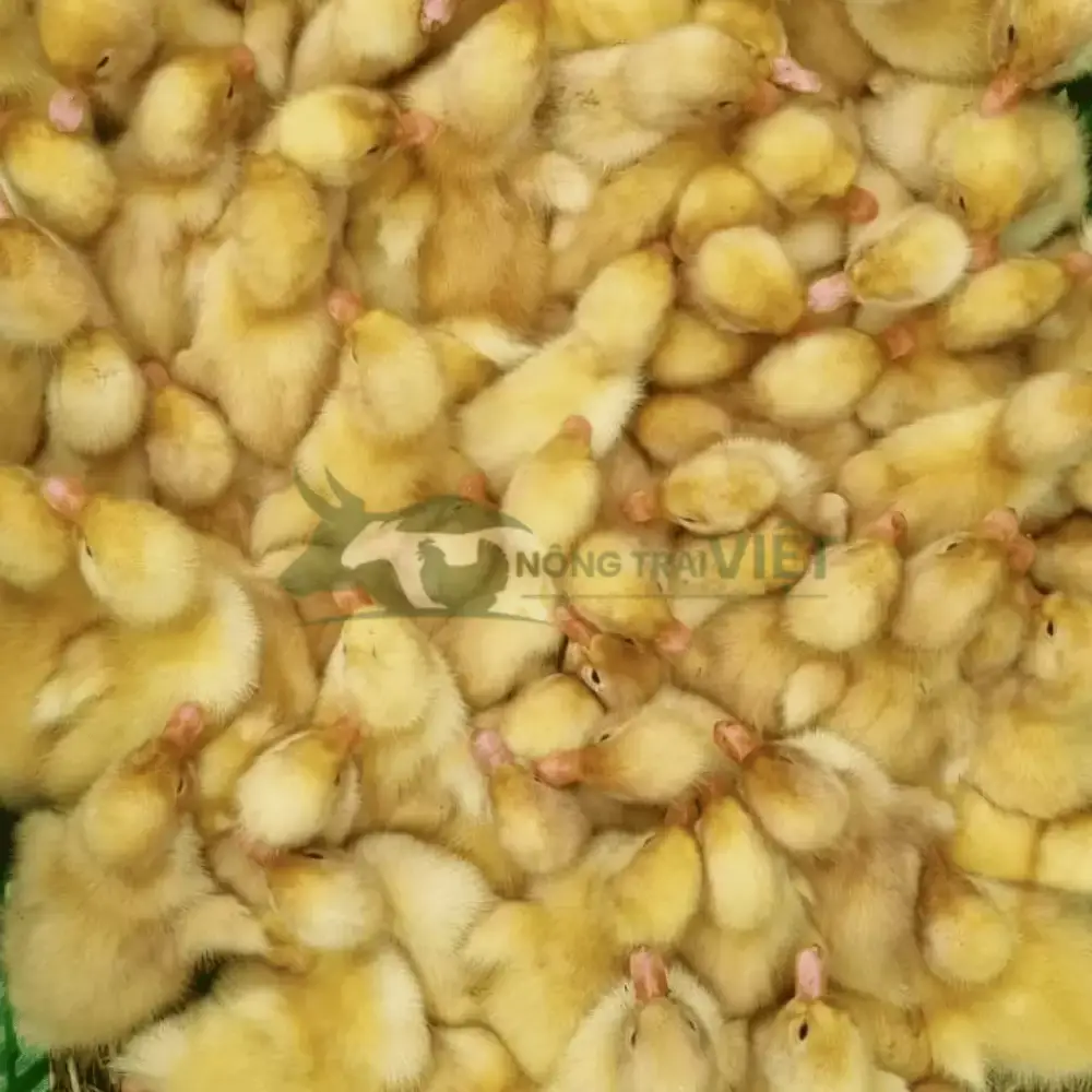Ngan giống R76