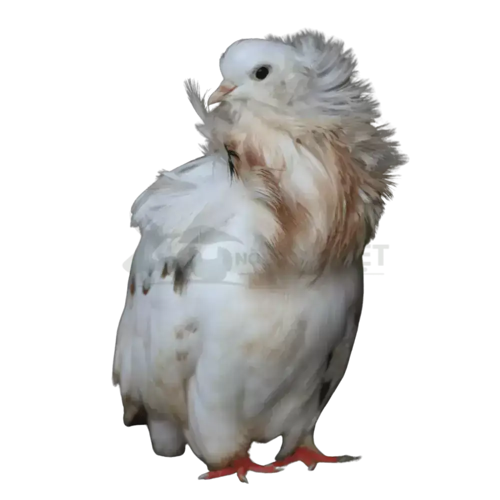 Bồ câu sư tử