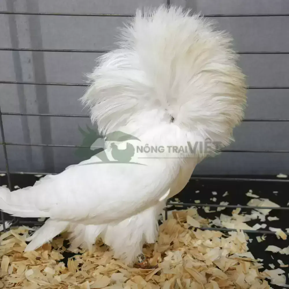 Bồ câu sư tử