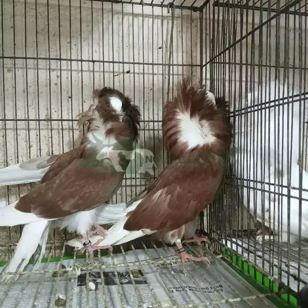 Bồ câu sư tử