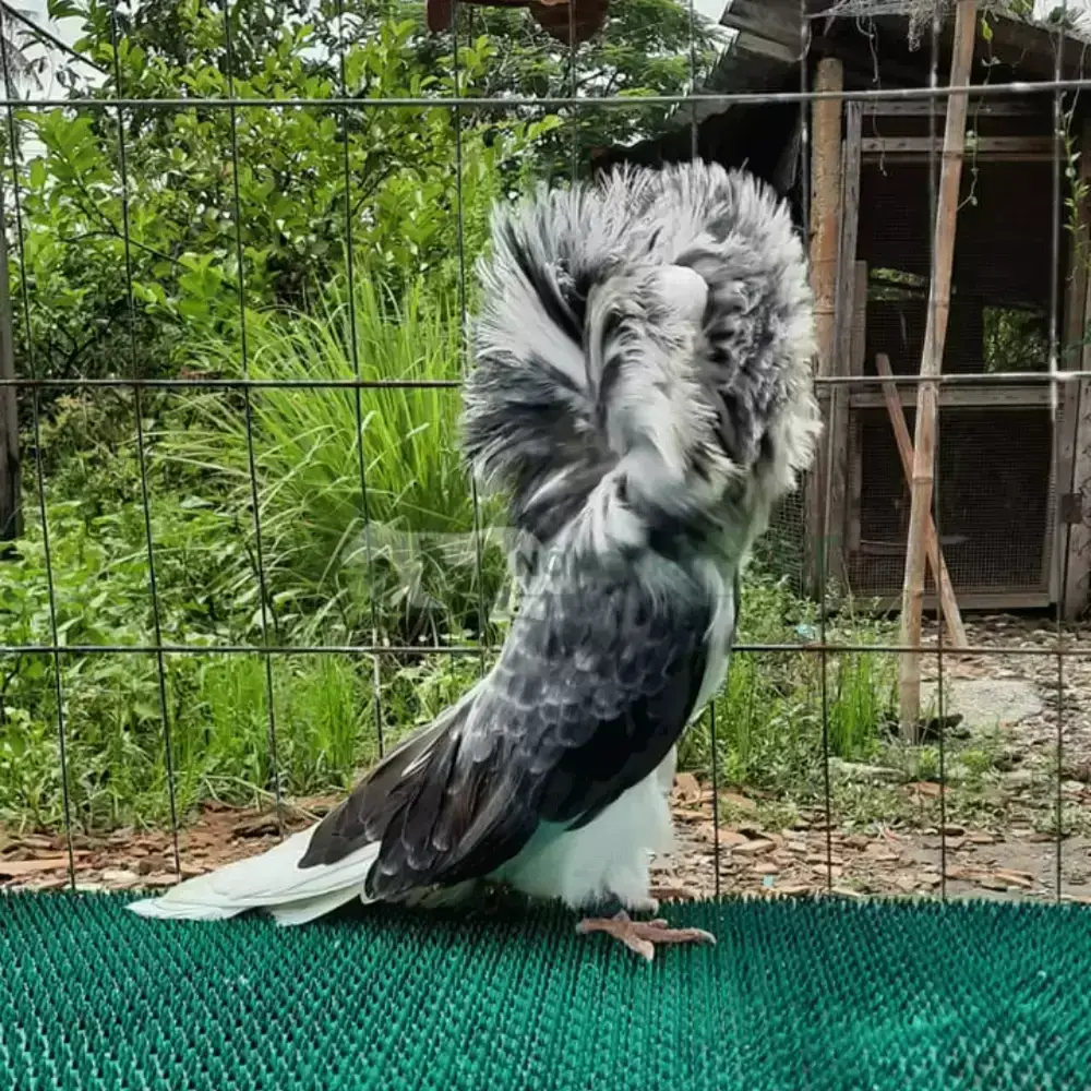 Bồ câu sư tử