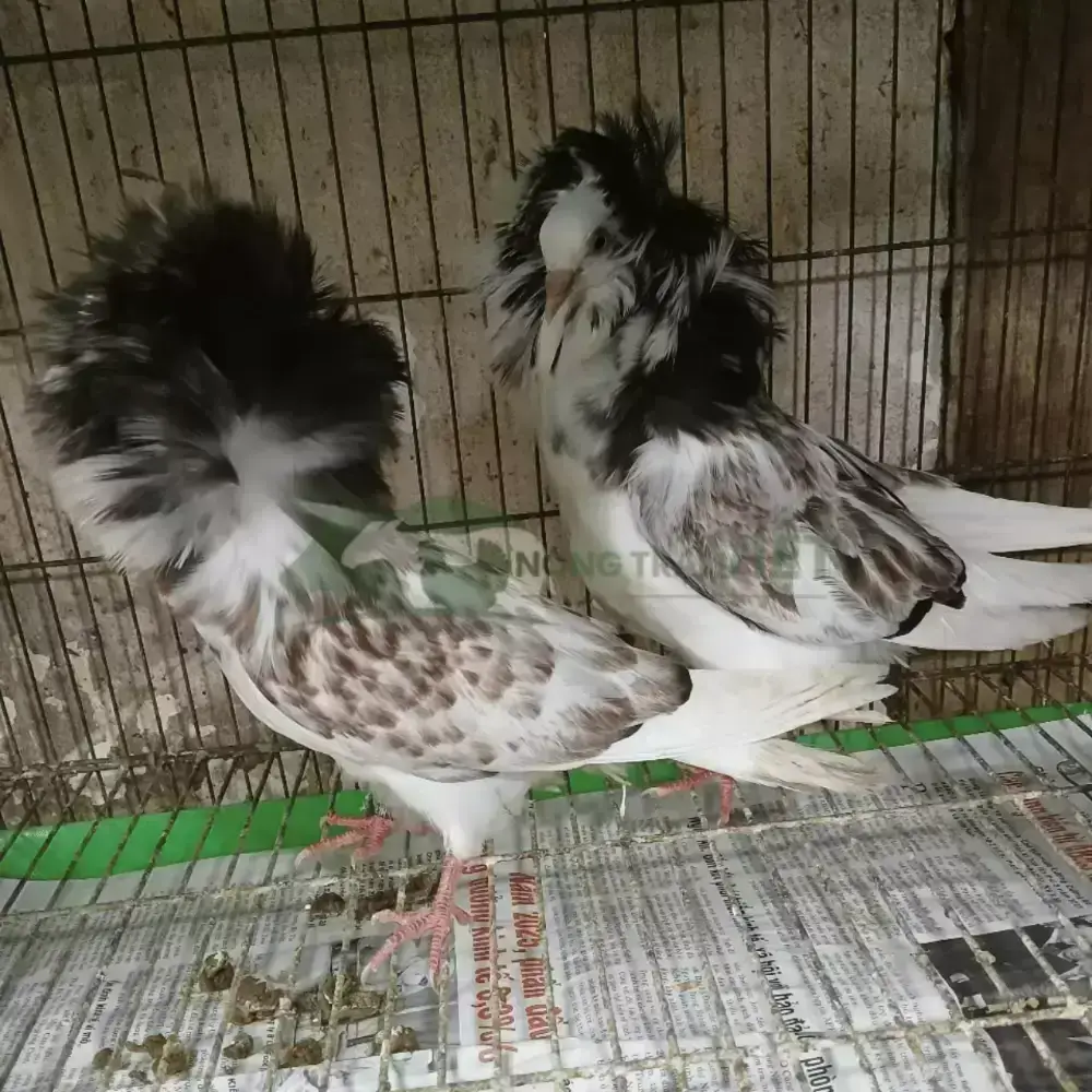 Bồ câu sư tử