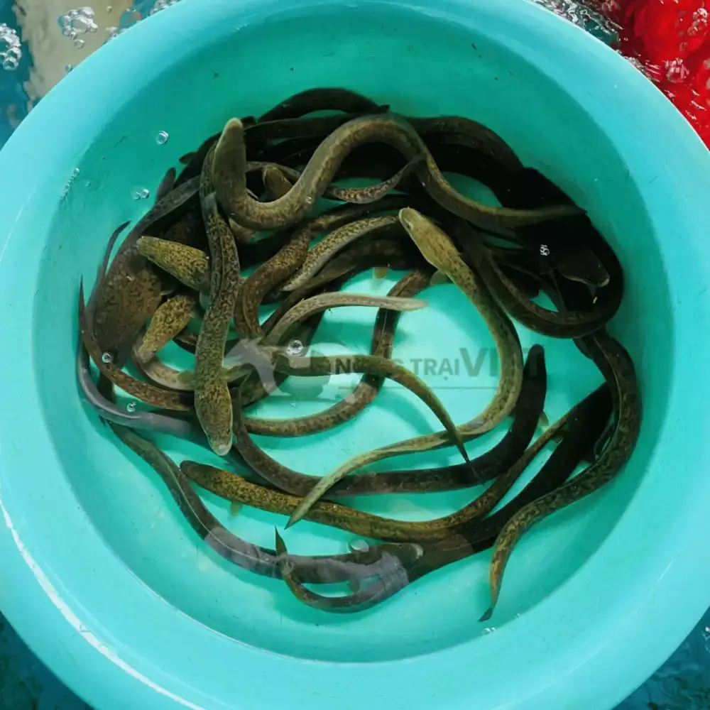 Cá chình bông giống