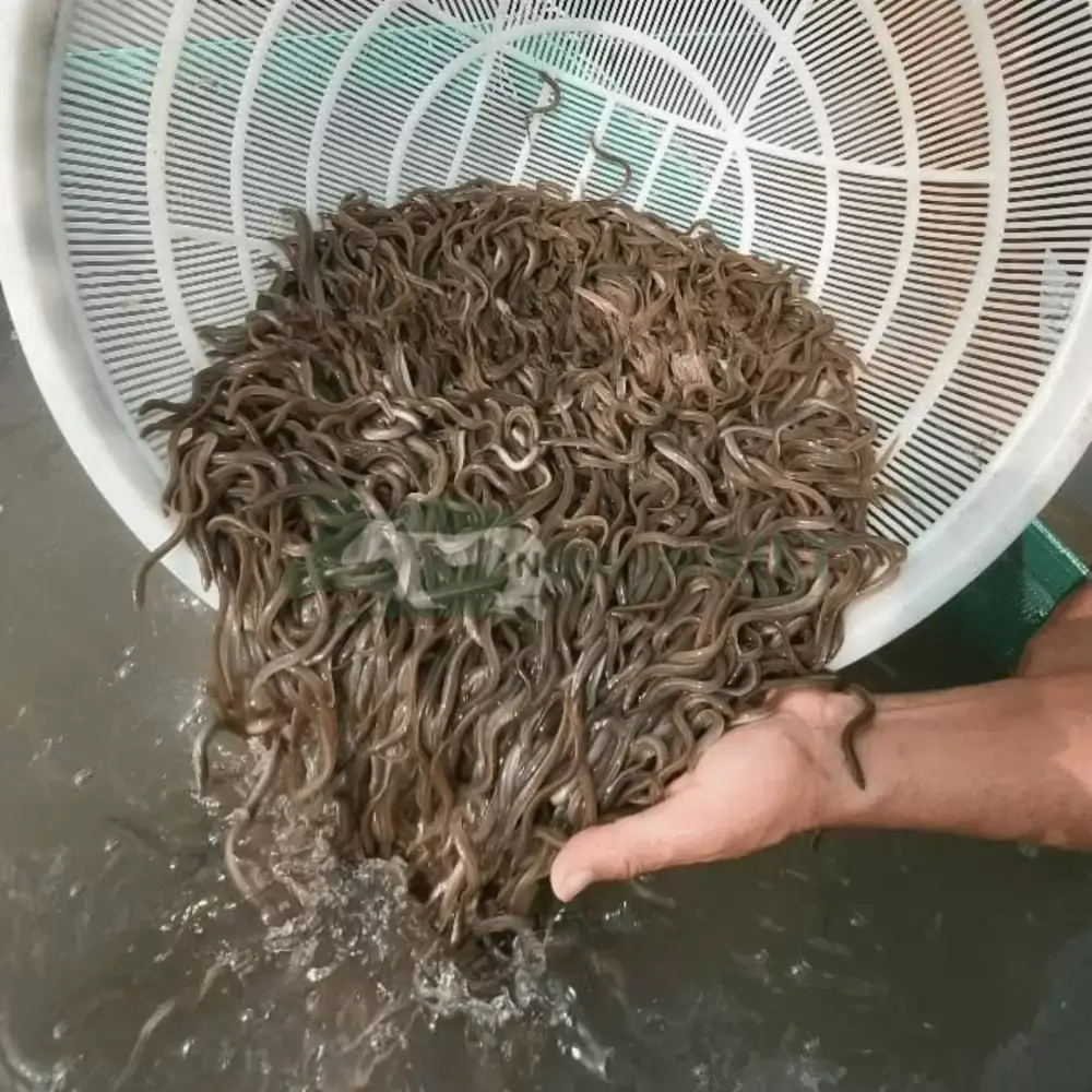 Cá chình bông giống