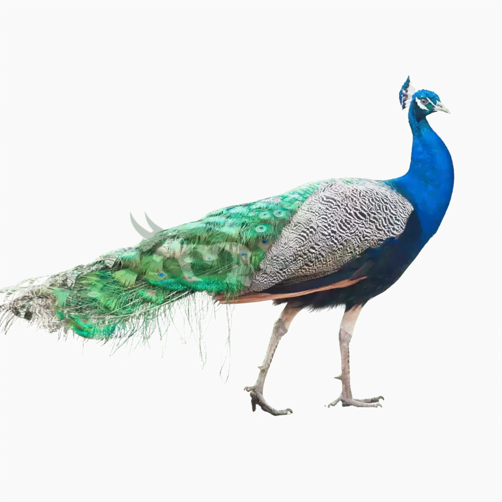 Chim công xanh (công Ấn)