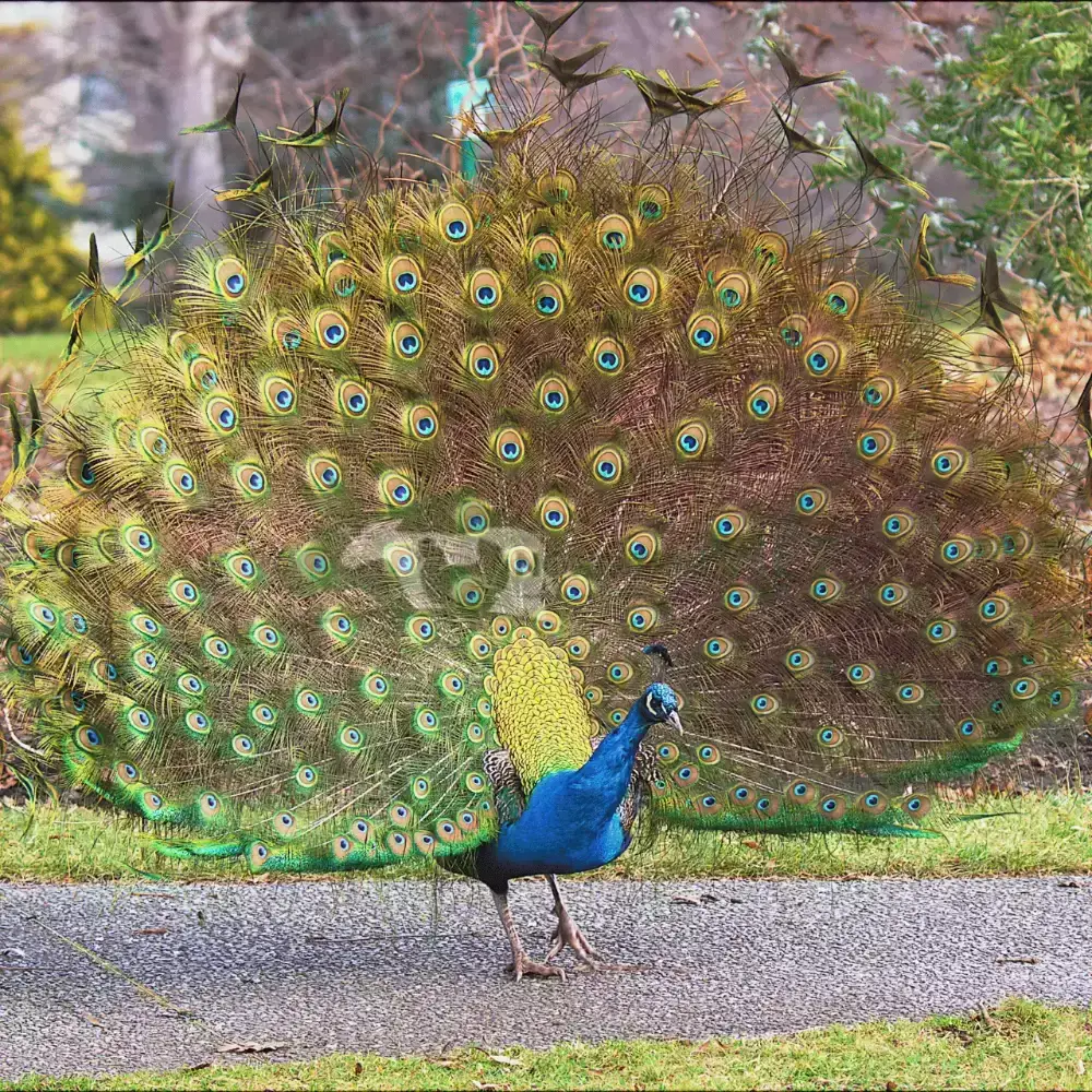 Chim công xanh (công Ấn)