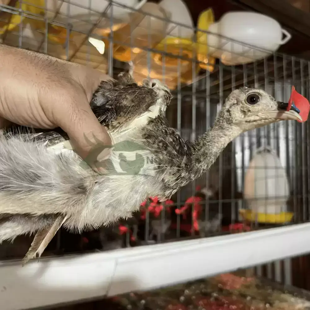 Chim công xanh (công Ấn)