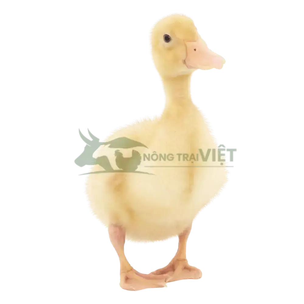 Vịt bầu cánh trắng