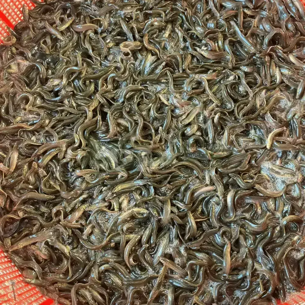 Cá chạch đồng giống