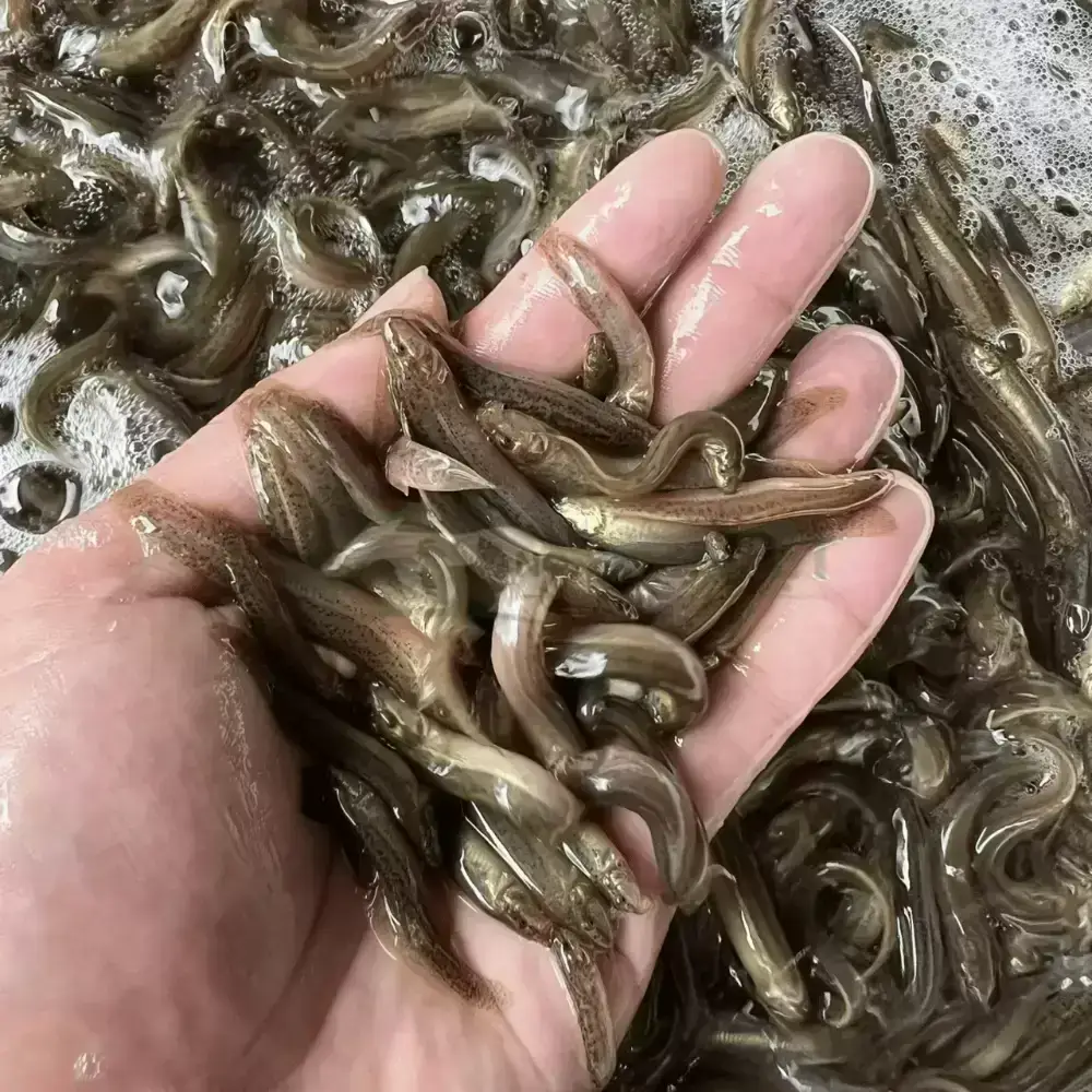 Cá chạch đồng giống