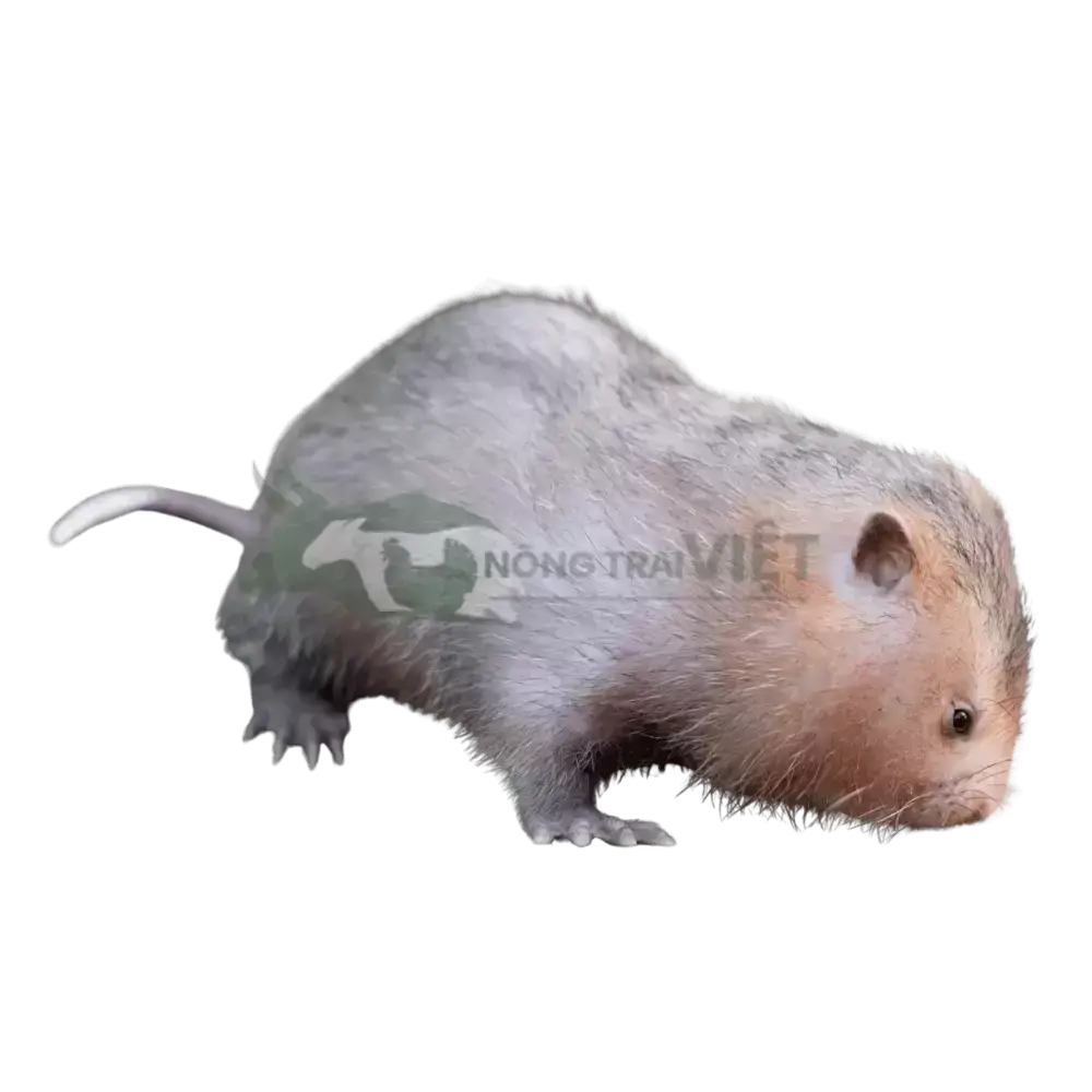 Dúi má đào