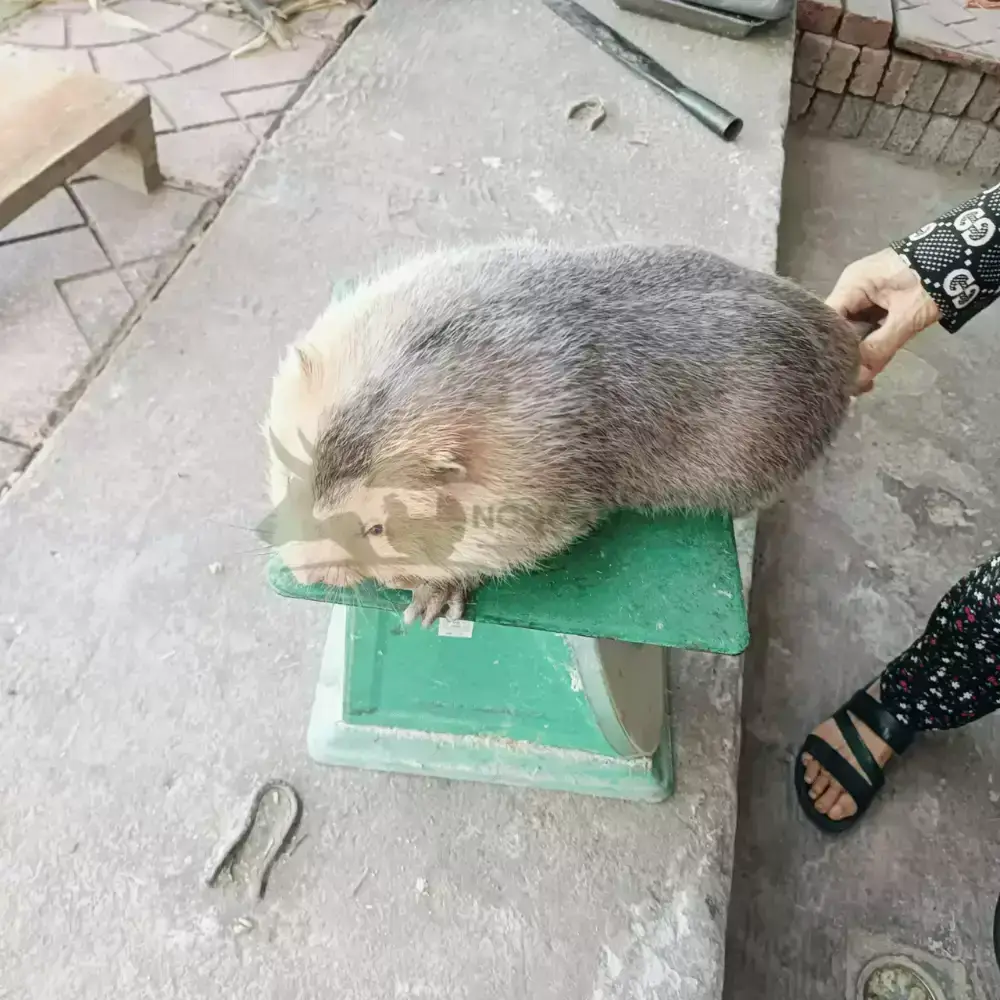 Dúi má đào