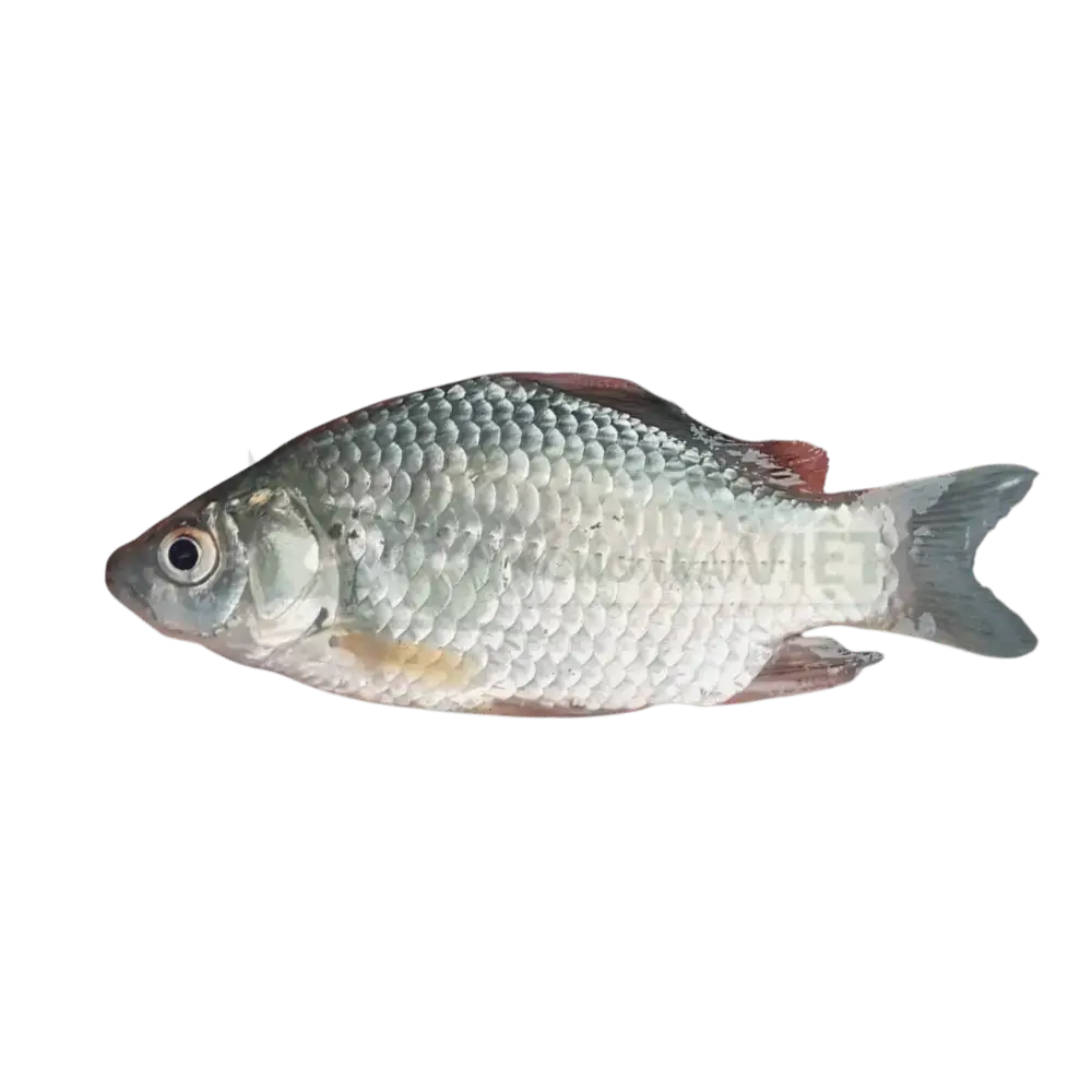 Cá diếc giống
