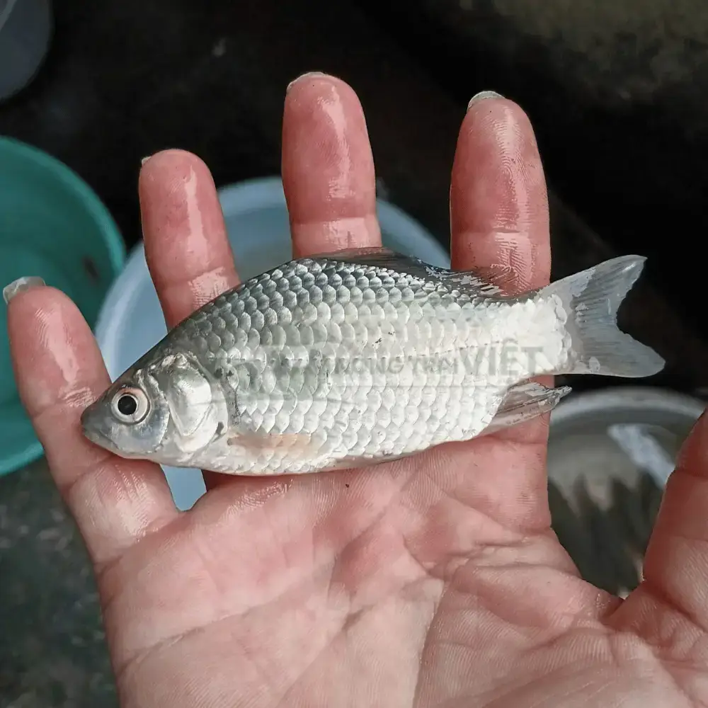 Cá diếc giống