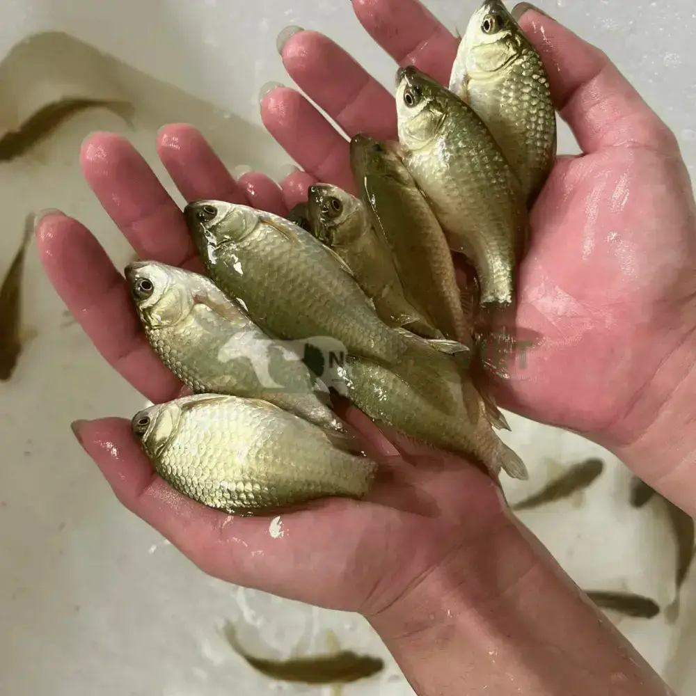 Cá diếc giống