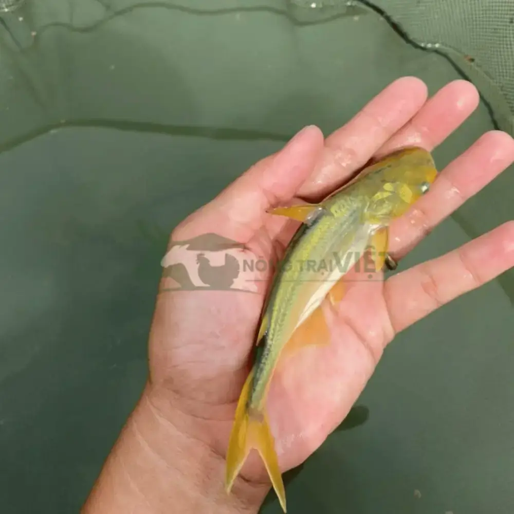 Cá tra dầu
