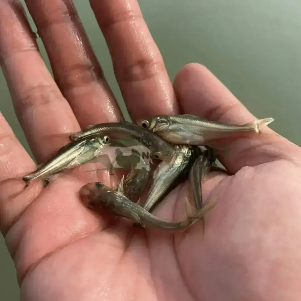 Cá tra dầu