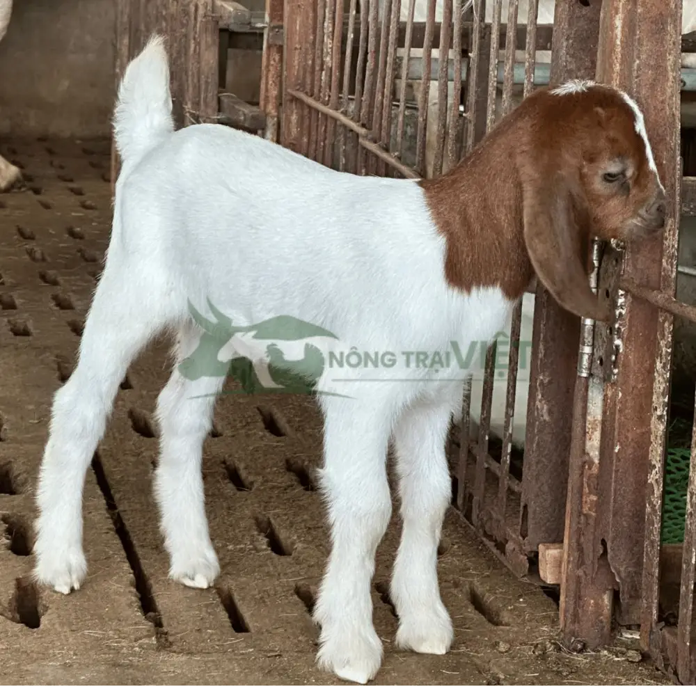 Dê Boer