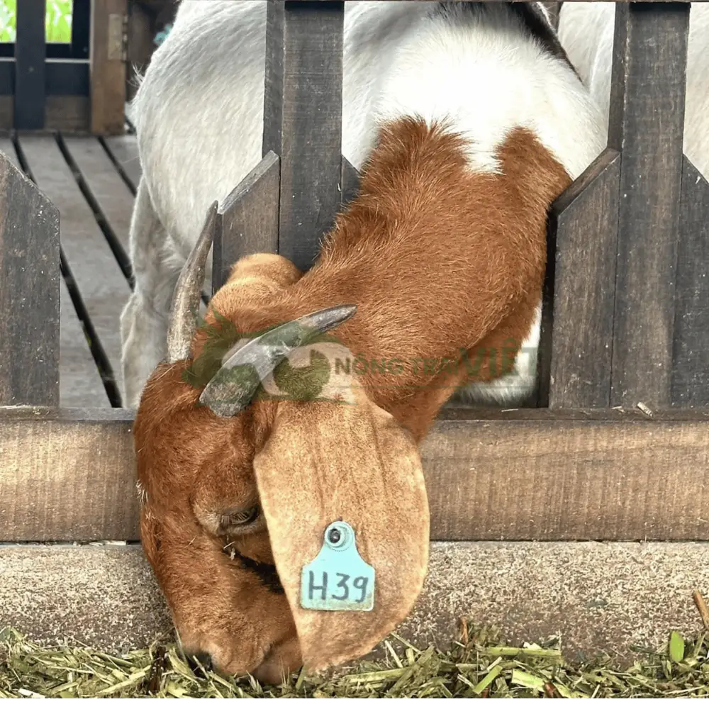 Dê Boer