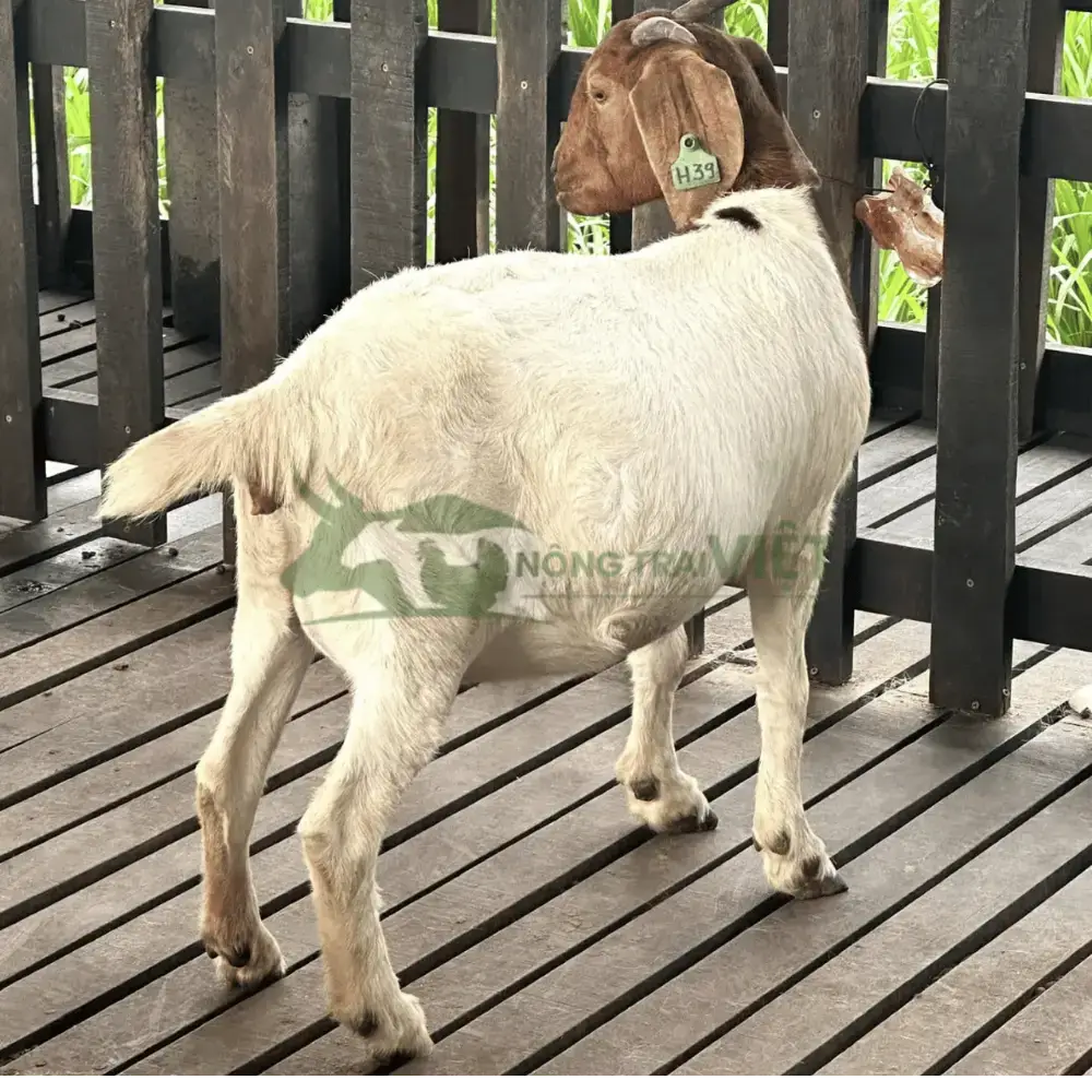 Dê Boer