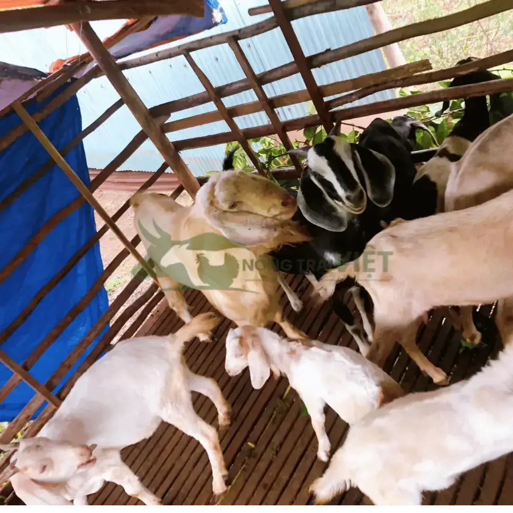 Dê Bách Thảo
