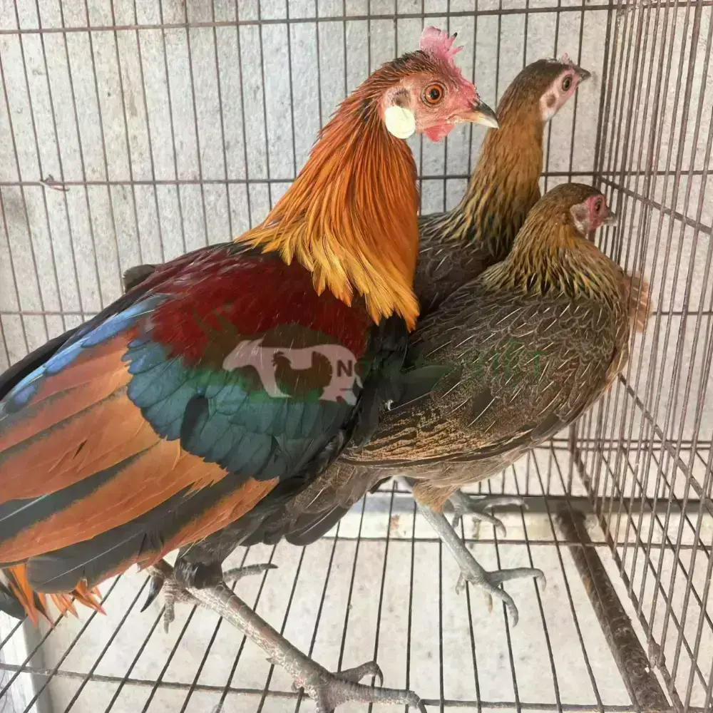 Gà rừng