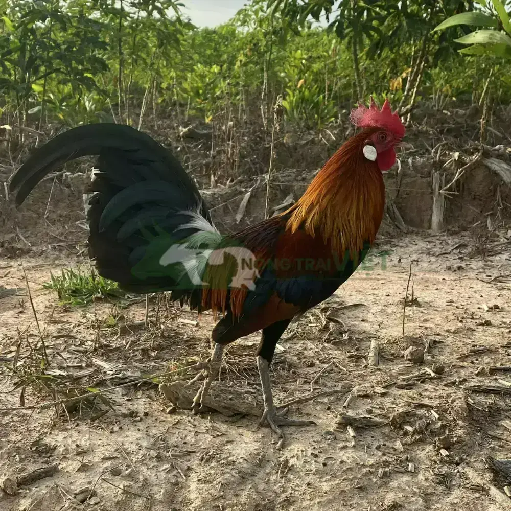 Gà rừng