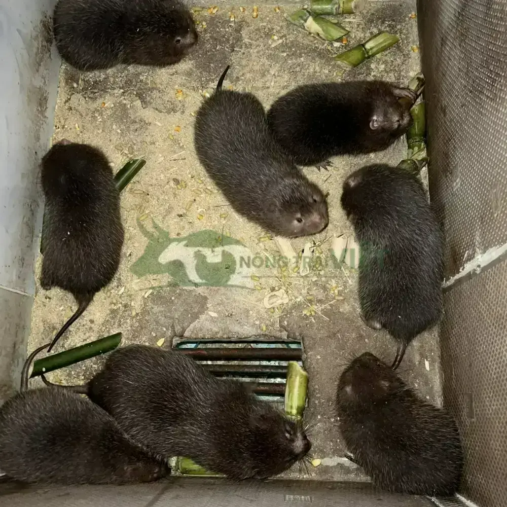 Dúi mốc đại