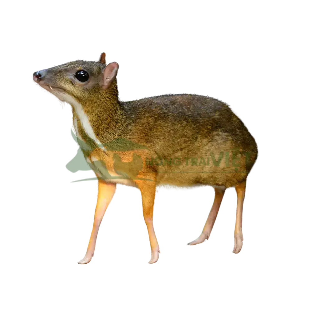 Cheo Cheo giống