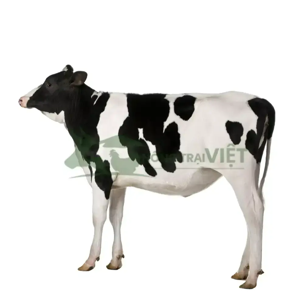 Bò sữa giống HF