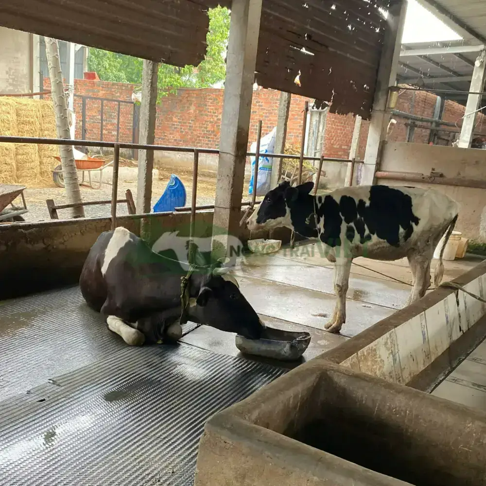 Bò sữa giống HF