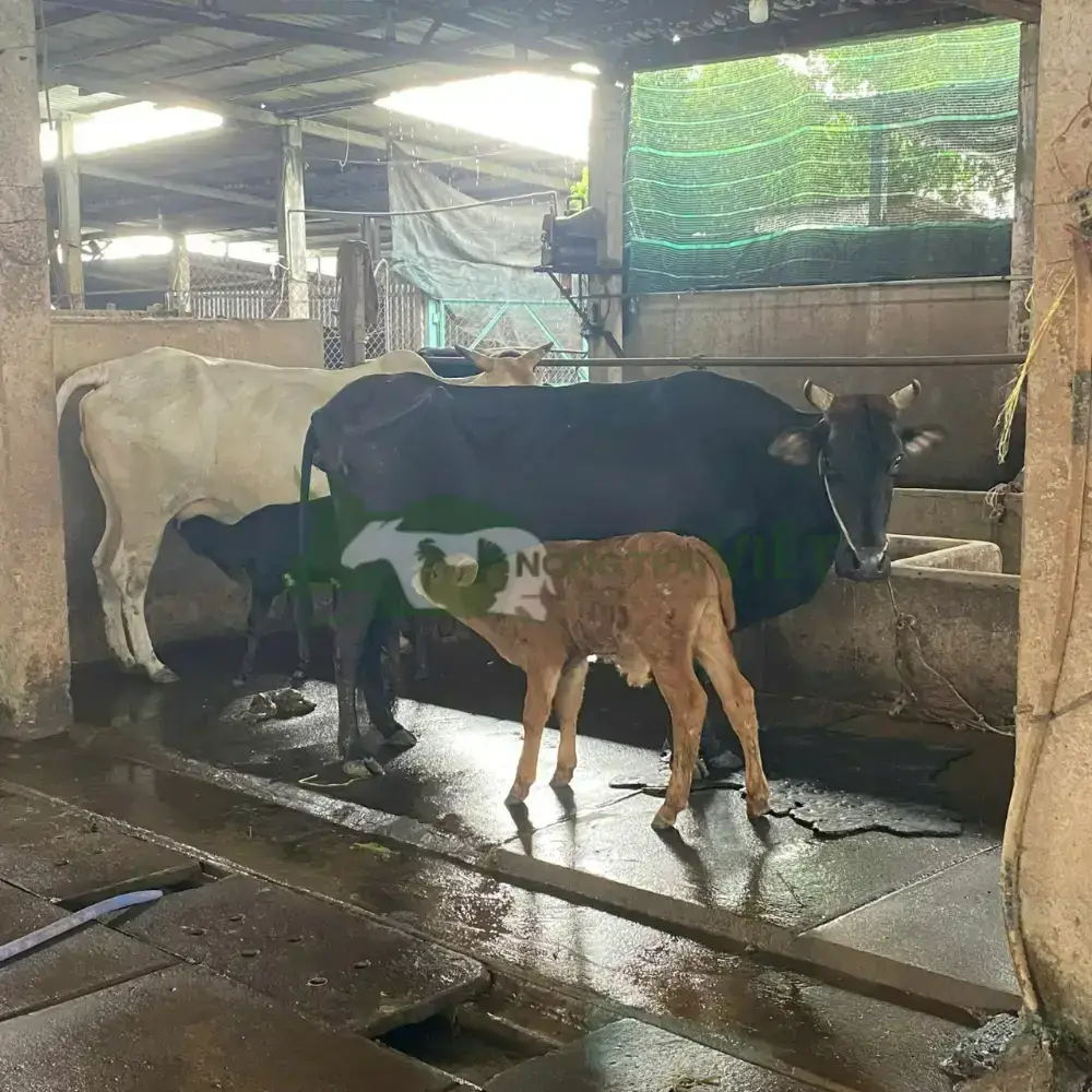 Bò sữa giống HF