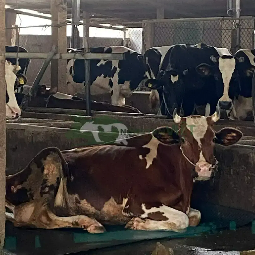 Bò sữa giống HF