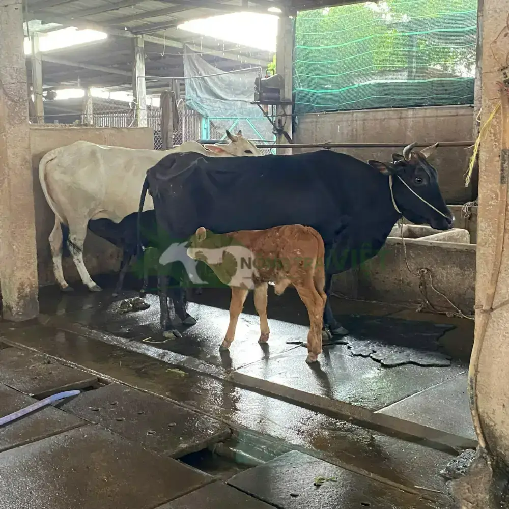 Bò sữa giống HF