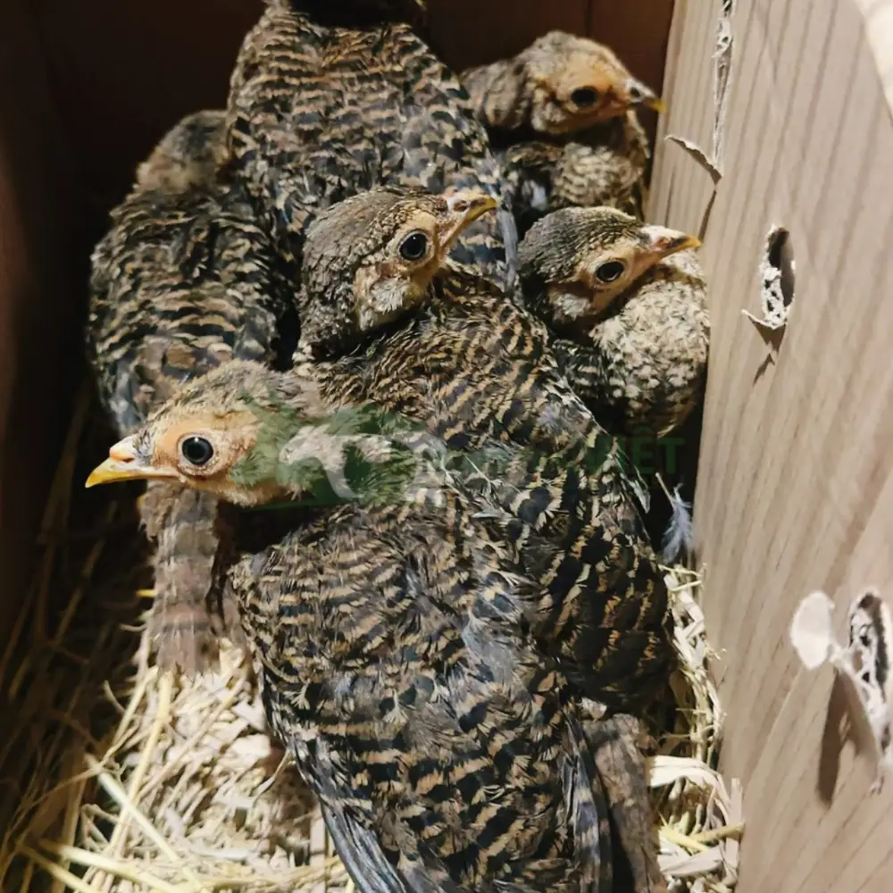 Chim trĩ 7 màu xanh