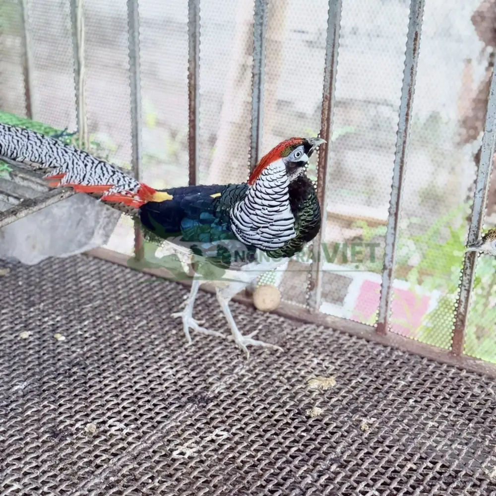 Chim trĩ 7 màu xanh