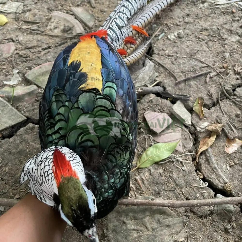 Chim trĩ 7 màu xanh