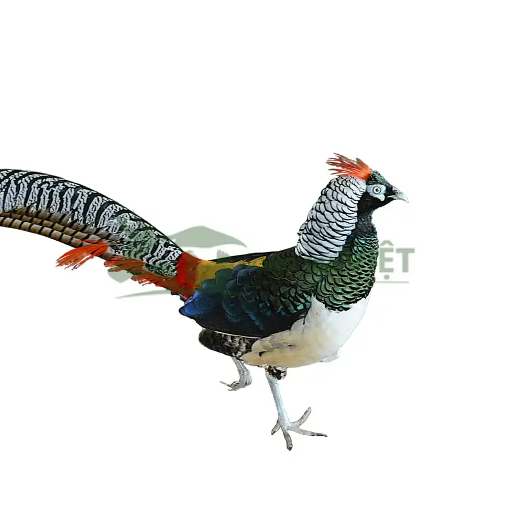 Chim trĩ 7 màu xanh