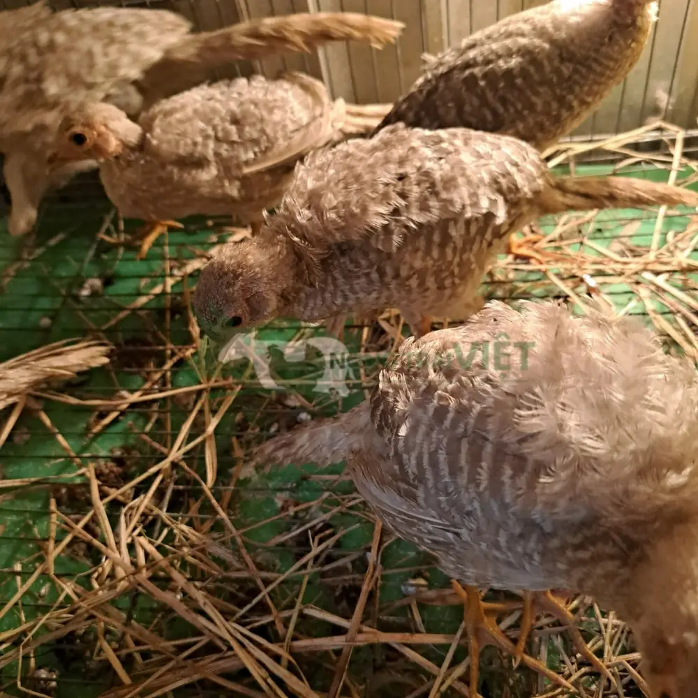 Chim trĩ 7 màu vàng